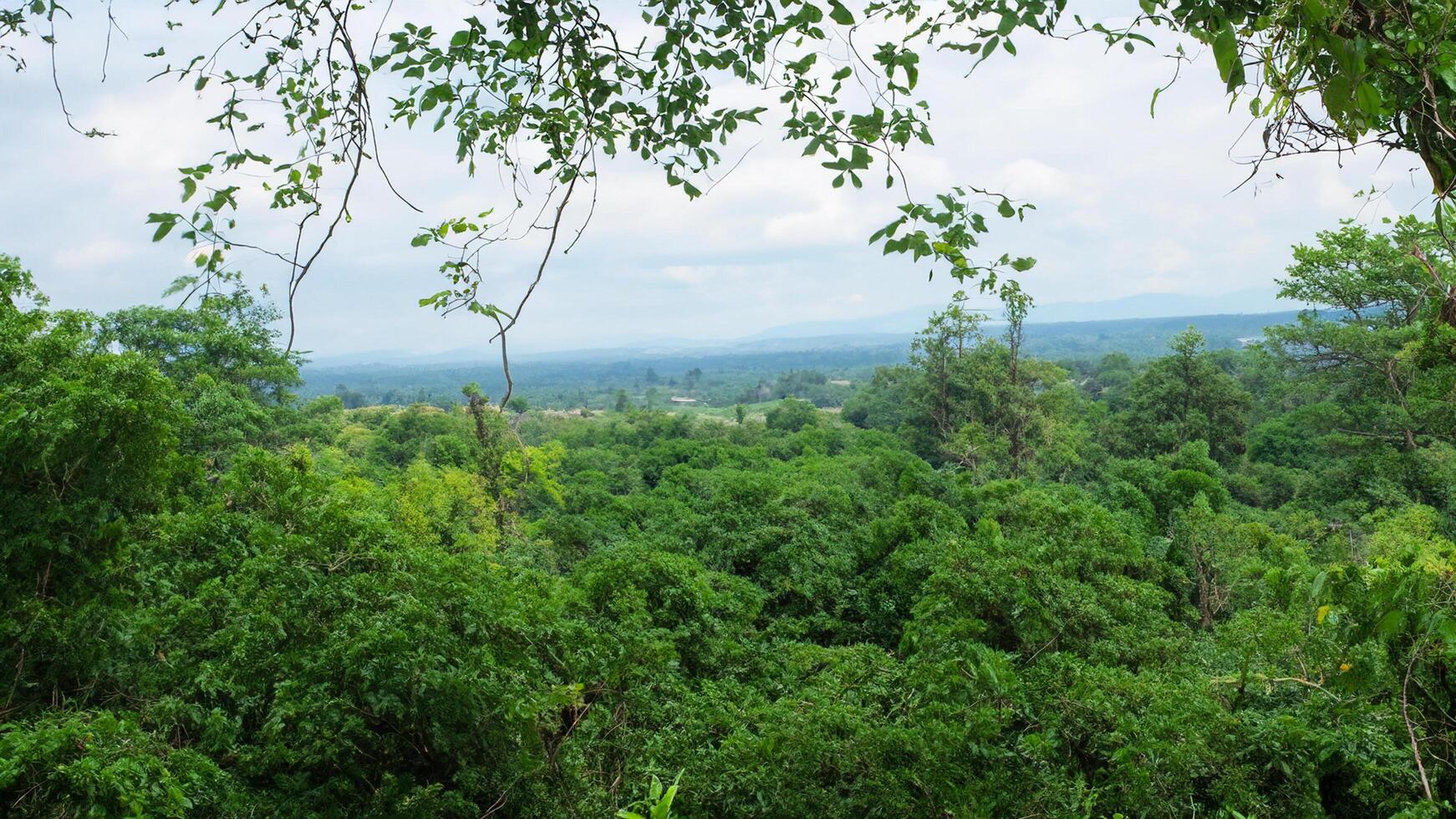 Lush jungle canopy view, distant hills, travel background photo