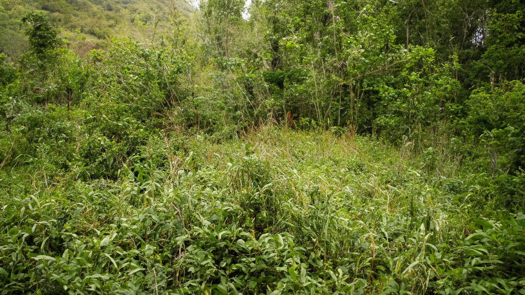 Lush jungle clearing, overgrown vegetation, hillside background, nature exploration photo
