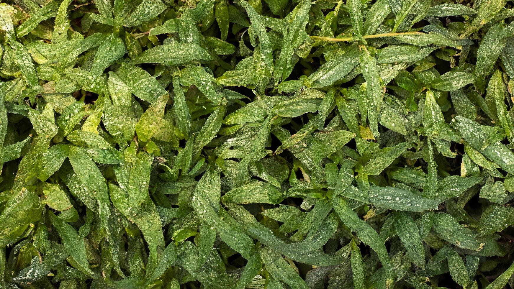 Dew-covered leaves, garden background, nature texture, website design photo