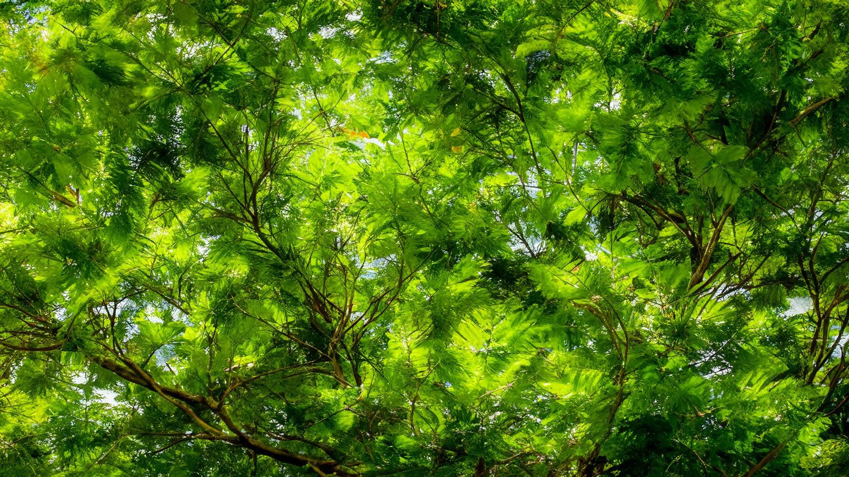 Lush green canopy, sunlight dappled, park background, nature backdrop photo