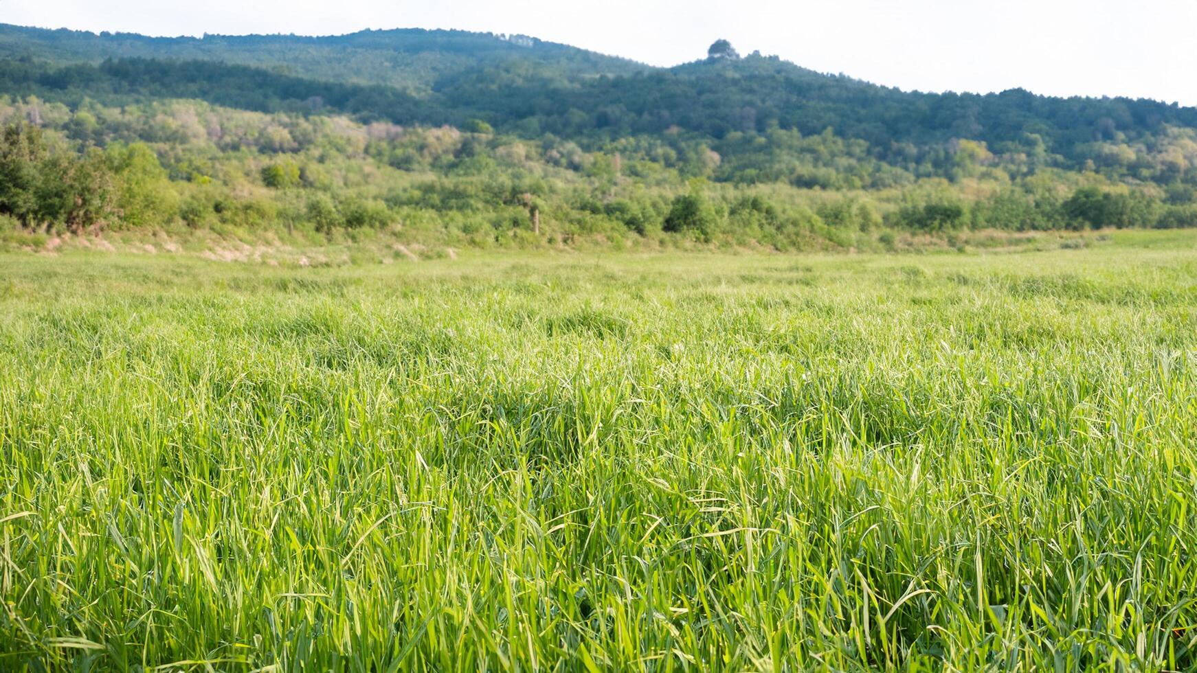 Lush green field, mountain backdrop, sunny day, nature scene photo