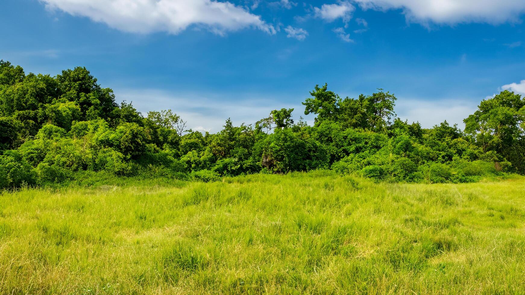 Lush green field, trees, blue sky, sunny day, nature photo