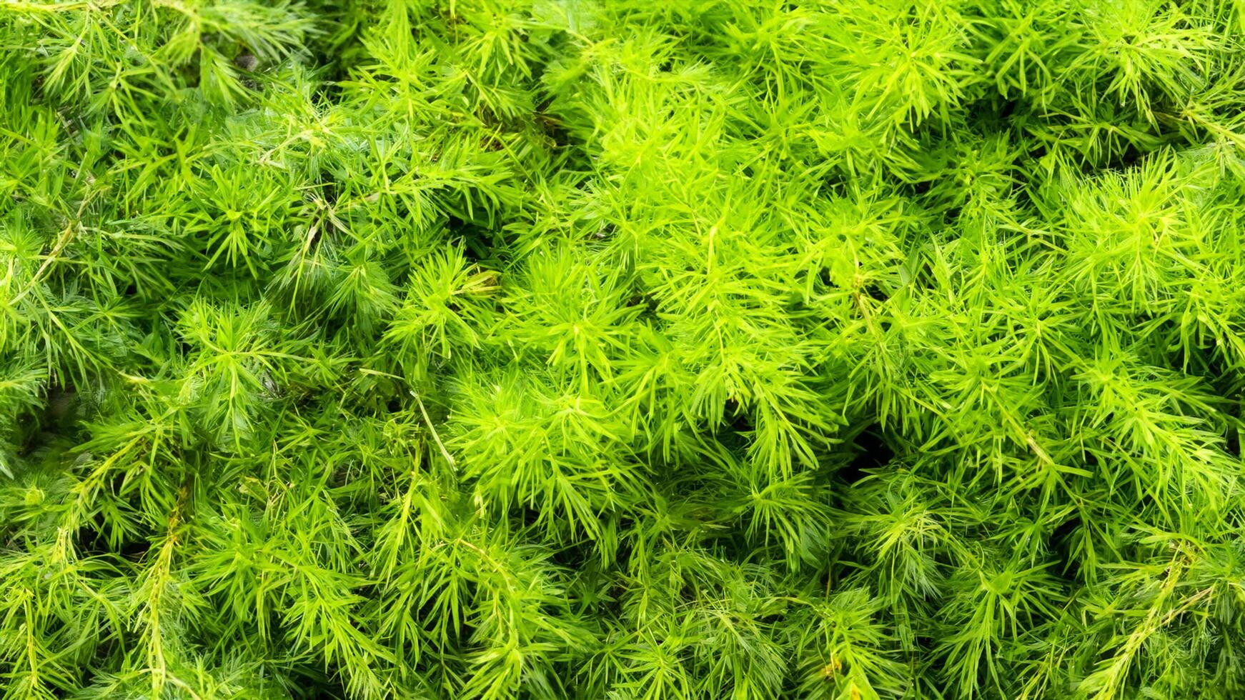 Lush green foliage texture, garden backdrop, vibrant plant, natural background, website design photo