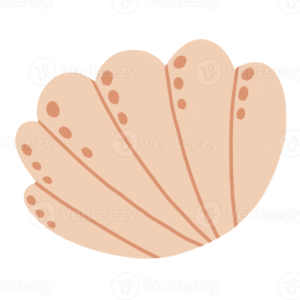 cute shell illustration png