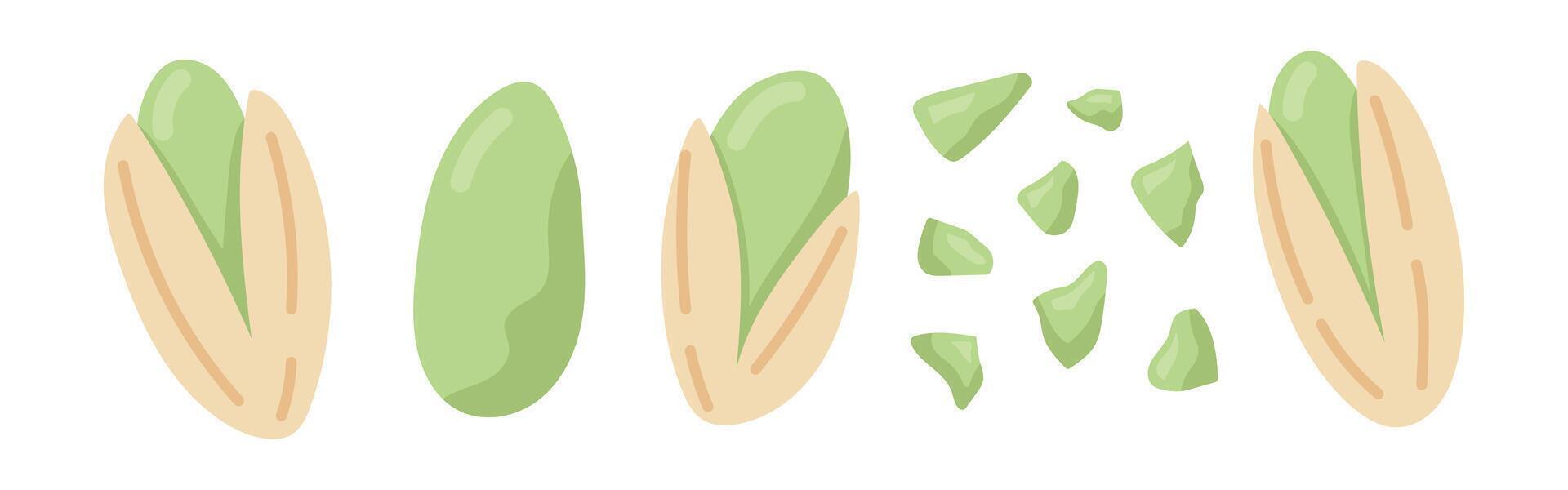 Pistachio nuts. Peeled, unpeeled and chopped nuts. Vegan food ingredients. illustration isolated on white background vector