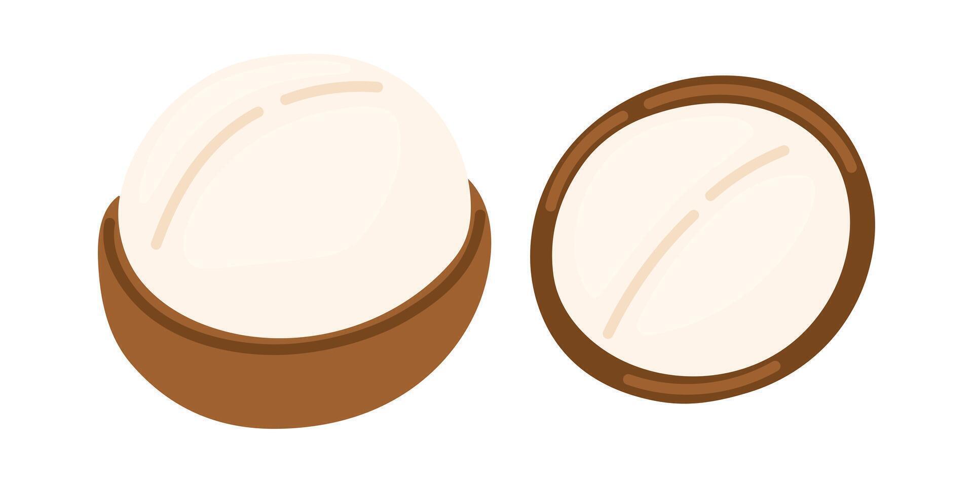 Macadamia nuts. Vegan food ingredients. illustration isolated on white background vector