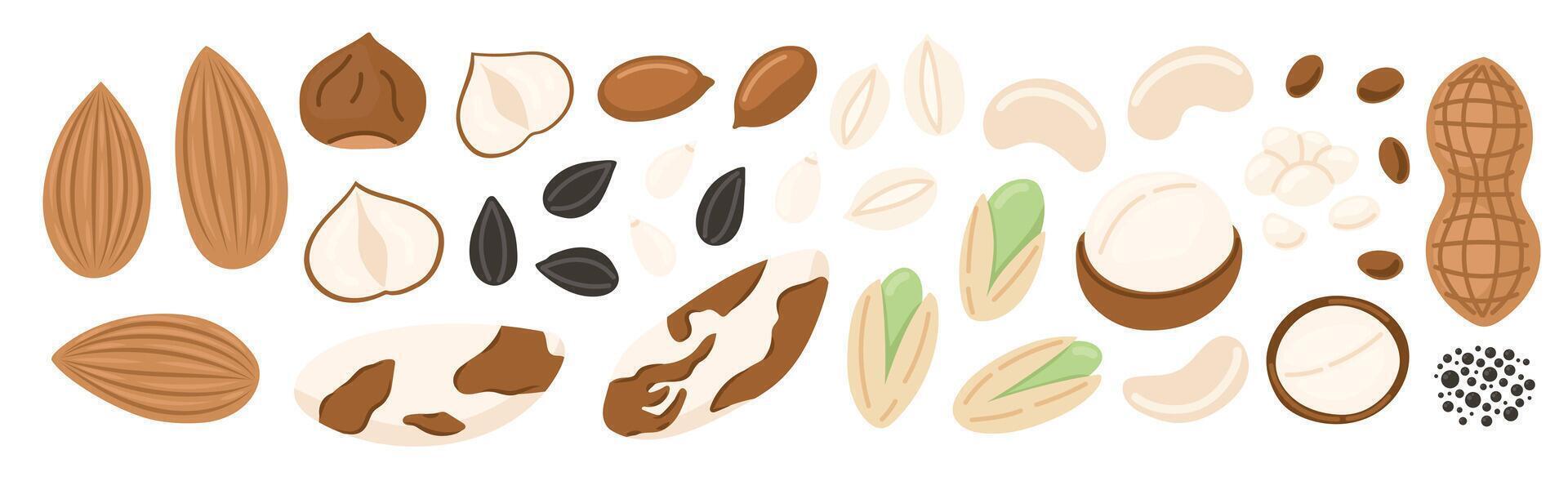 Nuts and seeds set. Walnut, almond, hazelnut, peanuts dry, pistachio, chickpea, macadamia and sunflower seed. Vegan food ingredients. illustration isolated on white background vector