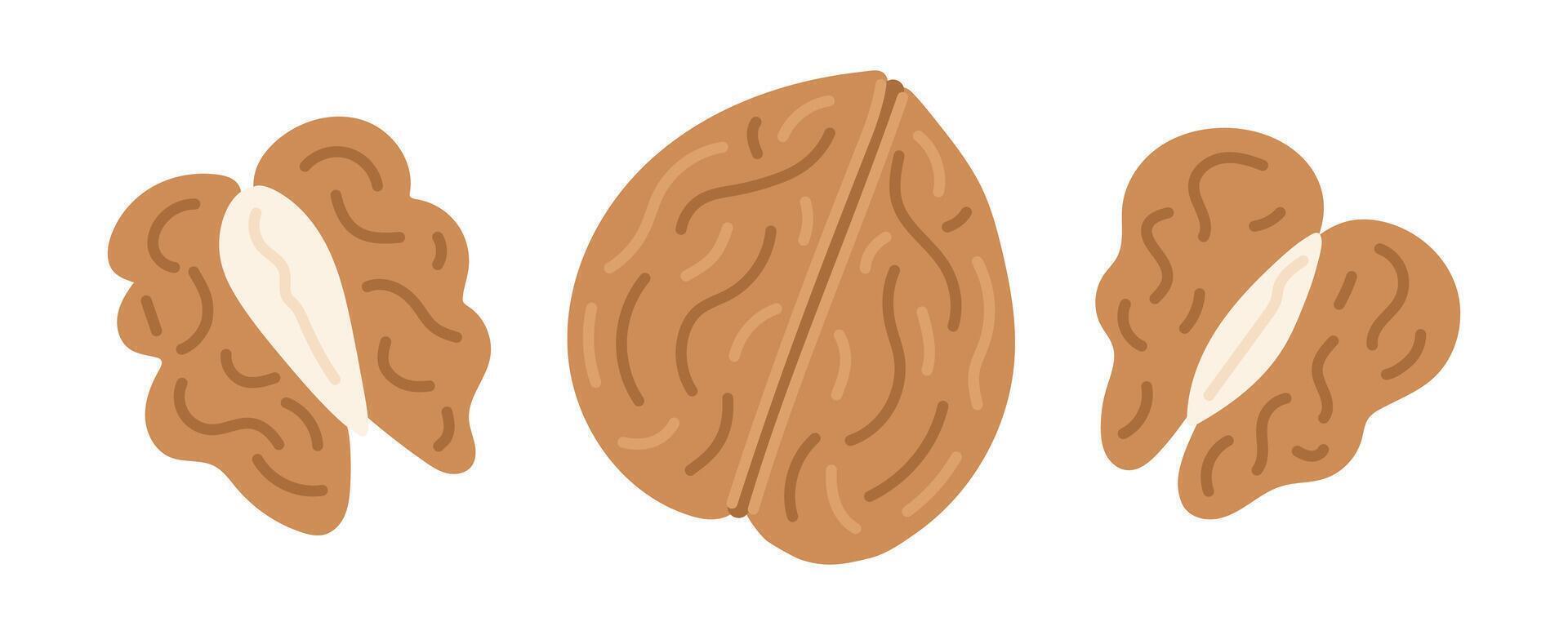Walnut. Nuts set. Vegan food ingredients. illustration isolated on white background vector