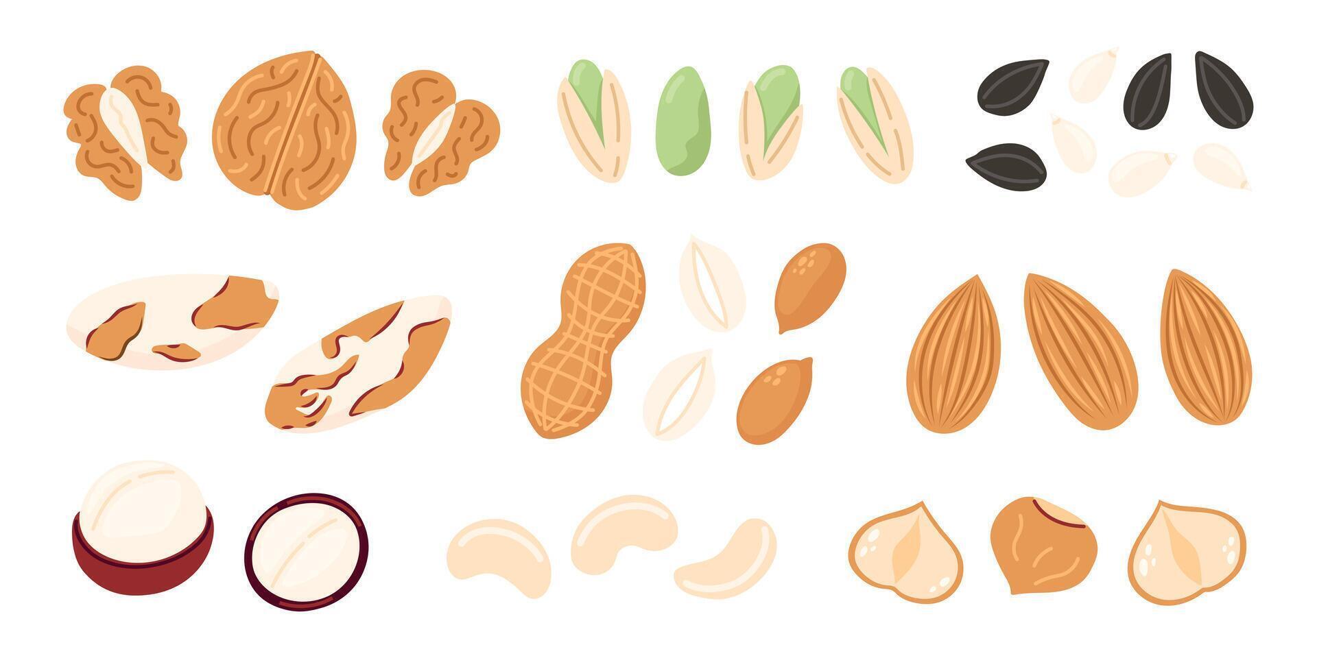 Nuts and seeds set. Walnut, pistachio, sunflower seed, almond, hazelnut, peanuts dry, macadamia. Vegan food ingredients. illustration isolated on white background vector