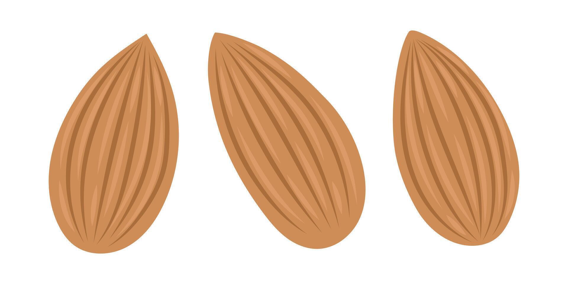 Almond. Nuts set. Vegan food ingredients. illustration isolated on white background vector