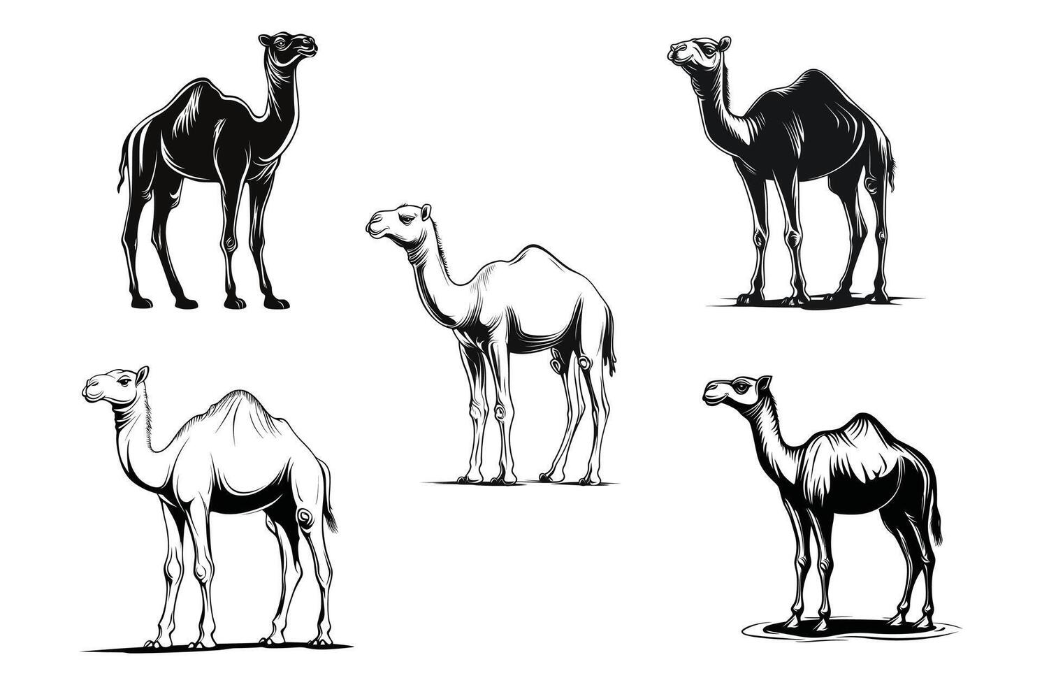 Camel Silhouette Design vector