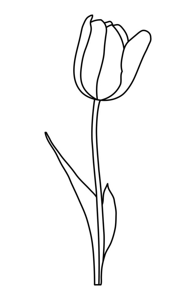 Sketch silhouette of spring flower tulip vector