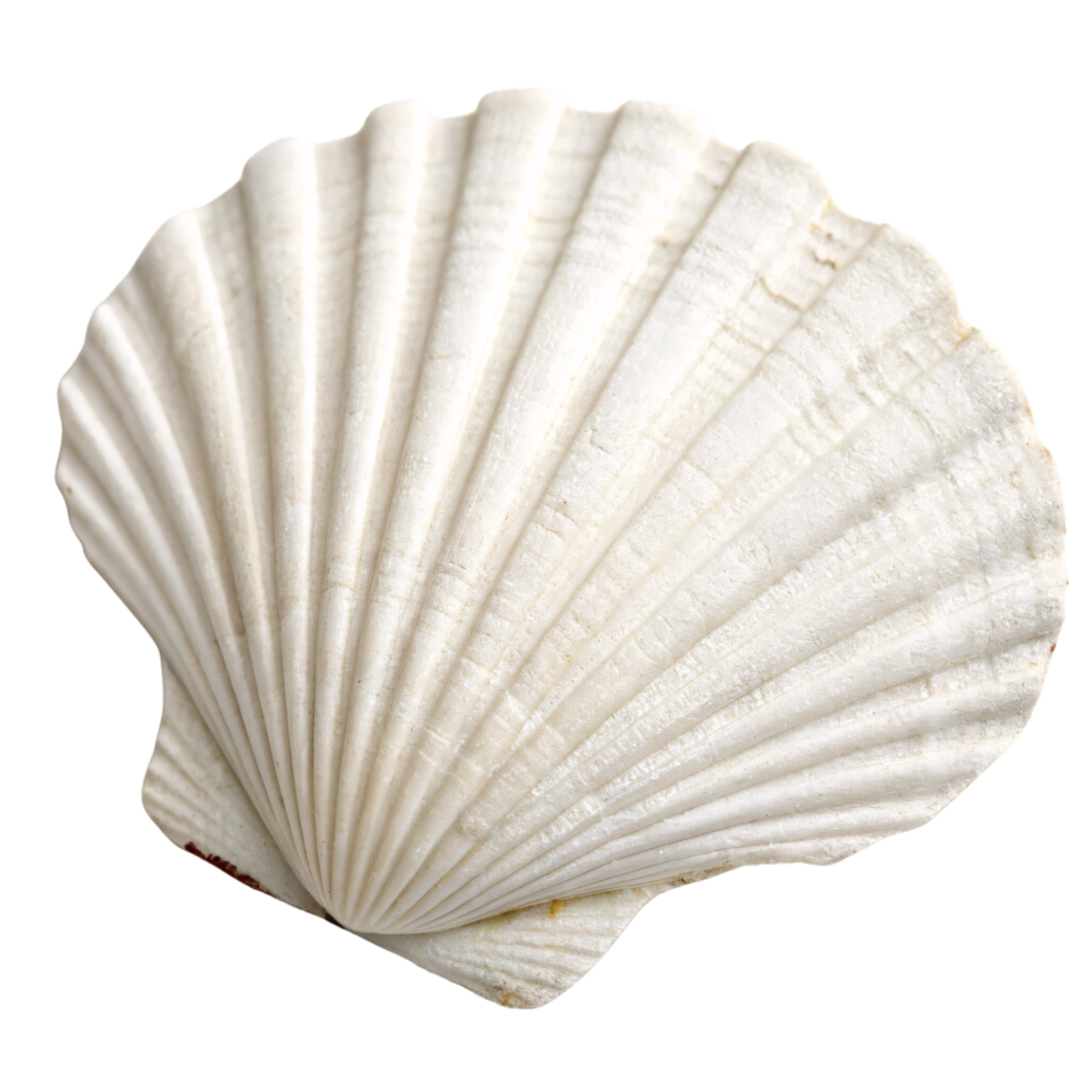 A shell, slightly angled, highlighting its symmetrical contours, soft white hue, and subtle textured patterns on the surface png