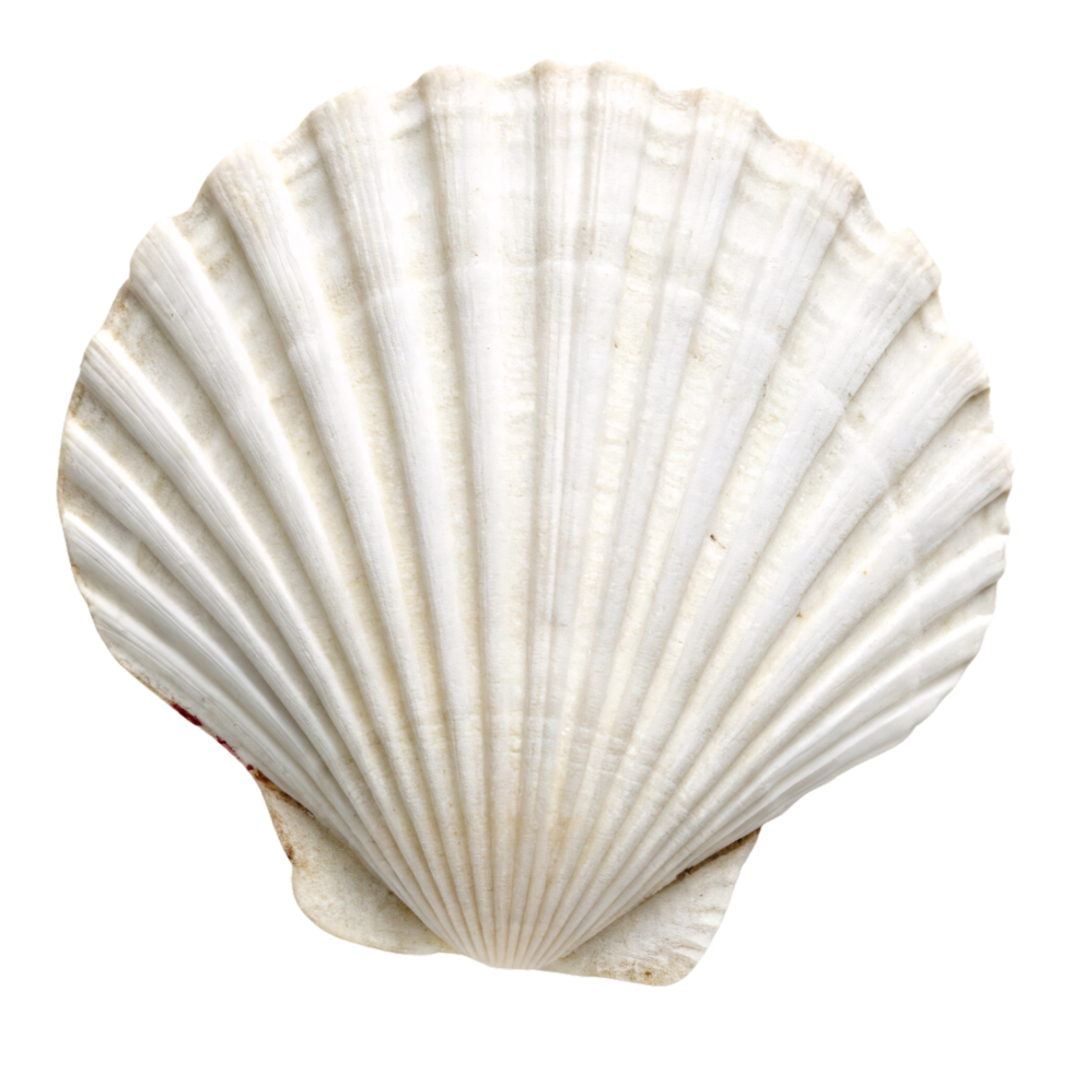 A pristine white scallop shell with evenly spaced ridges, radiating from the hinge to the edge, perfectly capturing natural elegance png