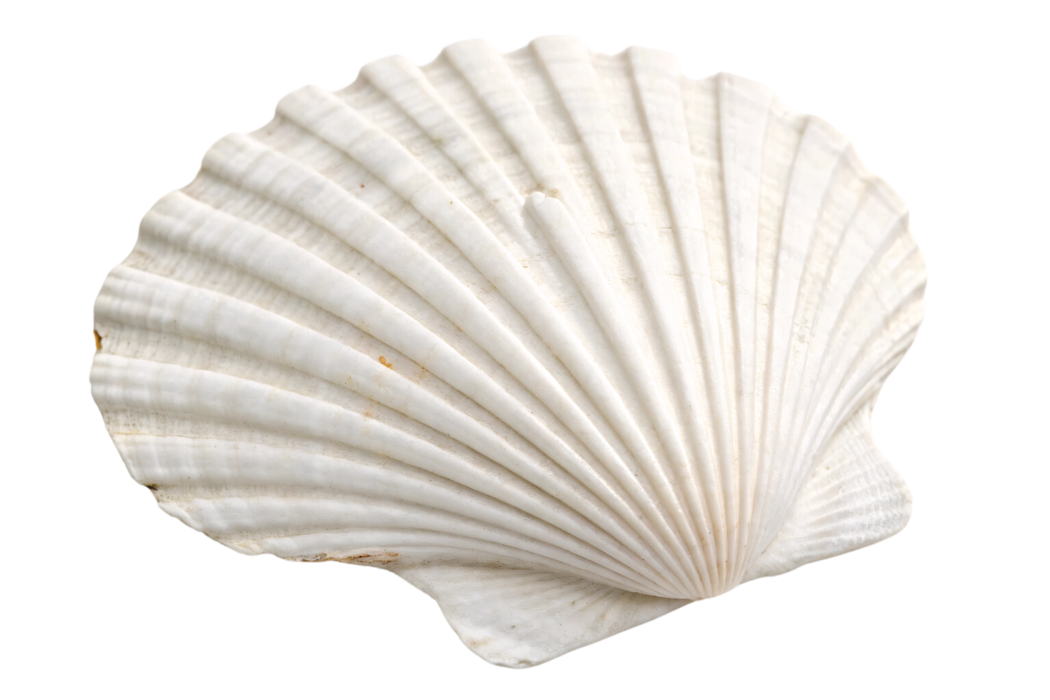 A white scallop seashell, detailed with natural ridges and a soft texture, symbolizing the beauty of marine life and coastal elements png