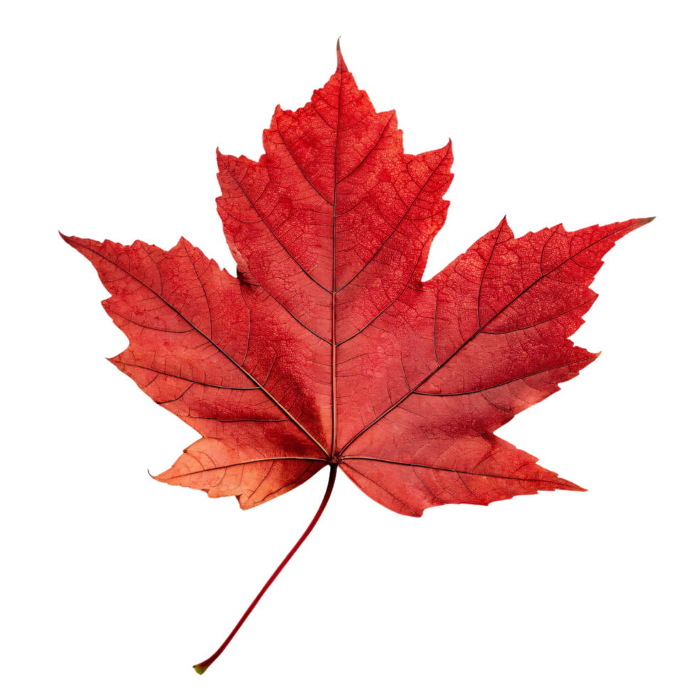 A maple leaf with a deep red hue and crisp, symmetrical edges, exuding autumnal charm png