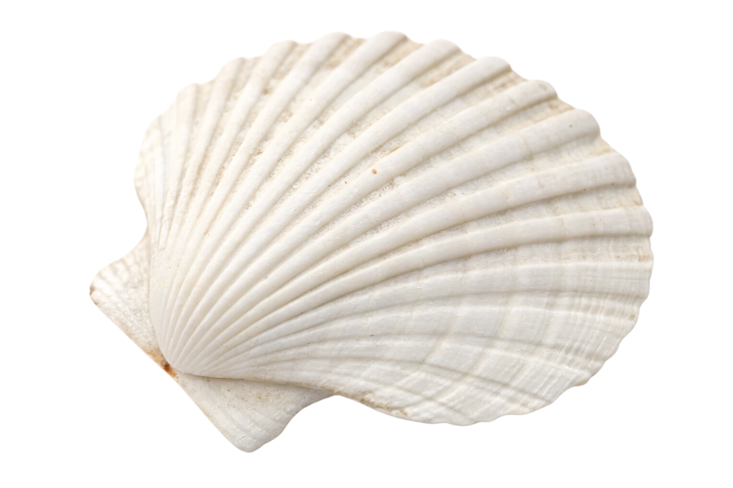 A white scallop shell with delicate ridges and a smooth texture, capturing the intricate beauty of marine life png