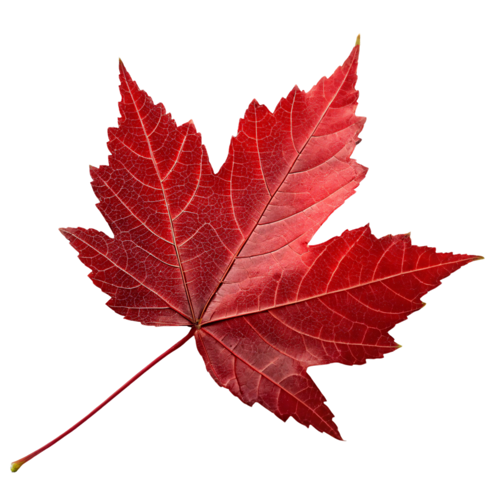 A vibrant red maple leaf with intricate vein patterns, showcasing the natural beauty and symbolism of autumn png
