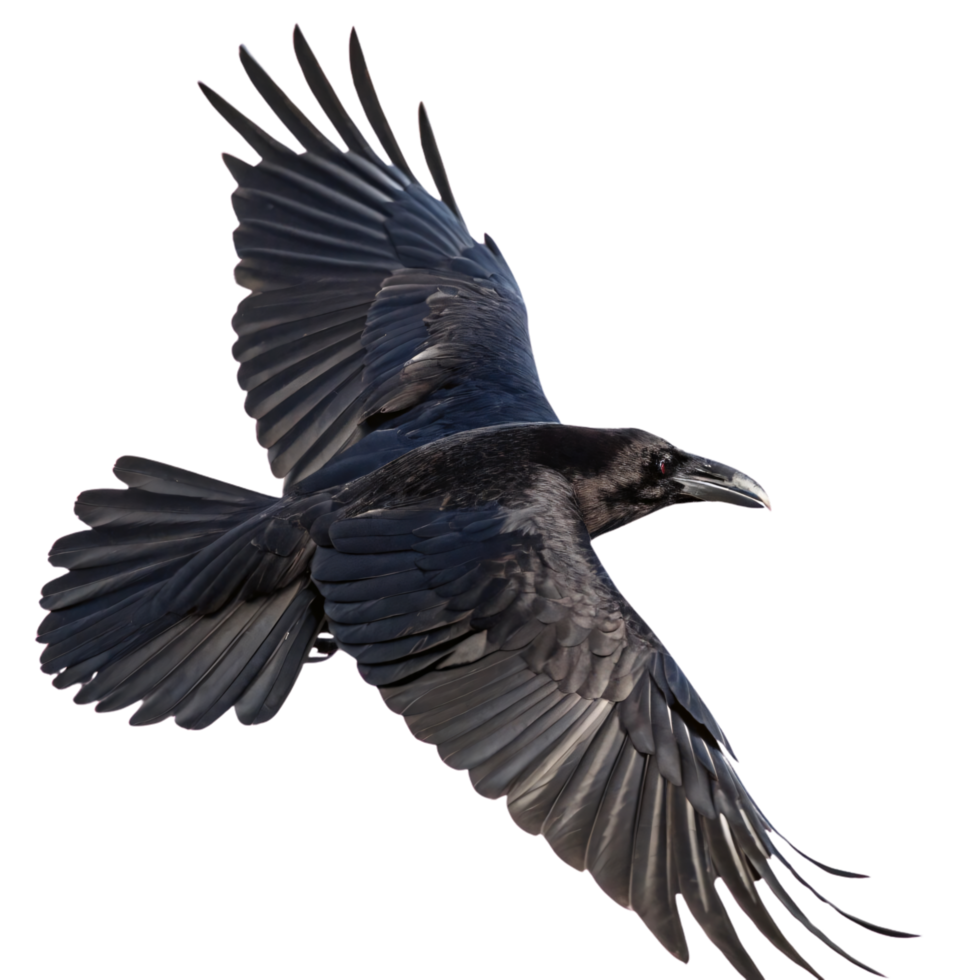 A crow in flight, angled slightly different, emphasizing powerful wing motion and a sharp, glossy black beak png