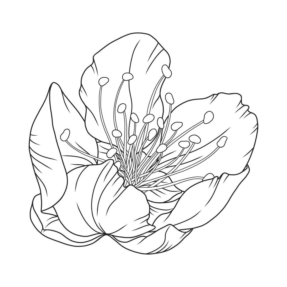Beautiful apricot flower, graceful thin line. Japanese sakura blossom. Hand drawn cherry or plum bloom sketch, outline vector