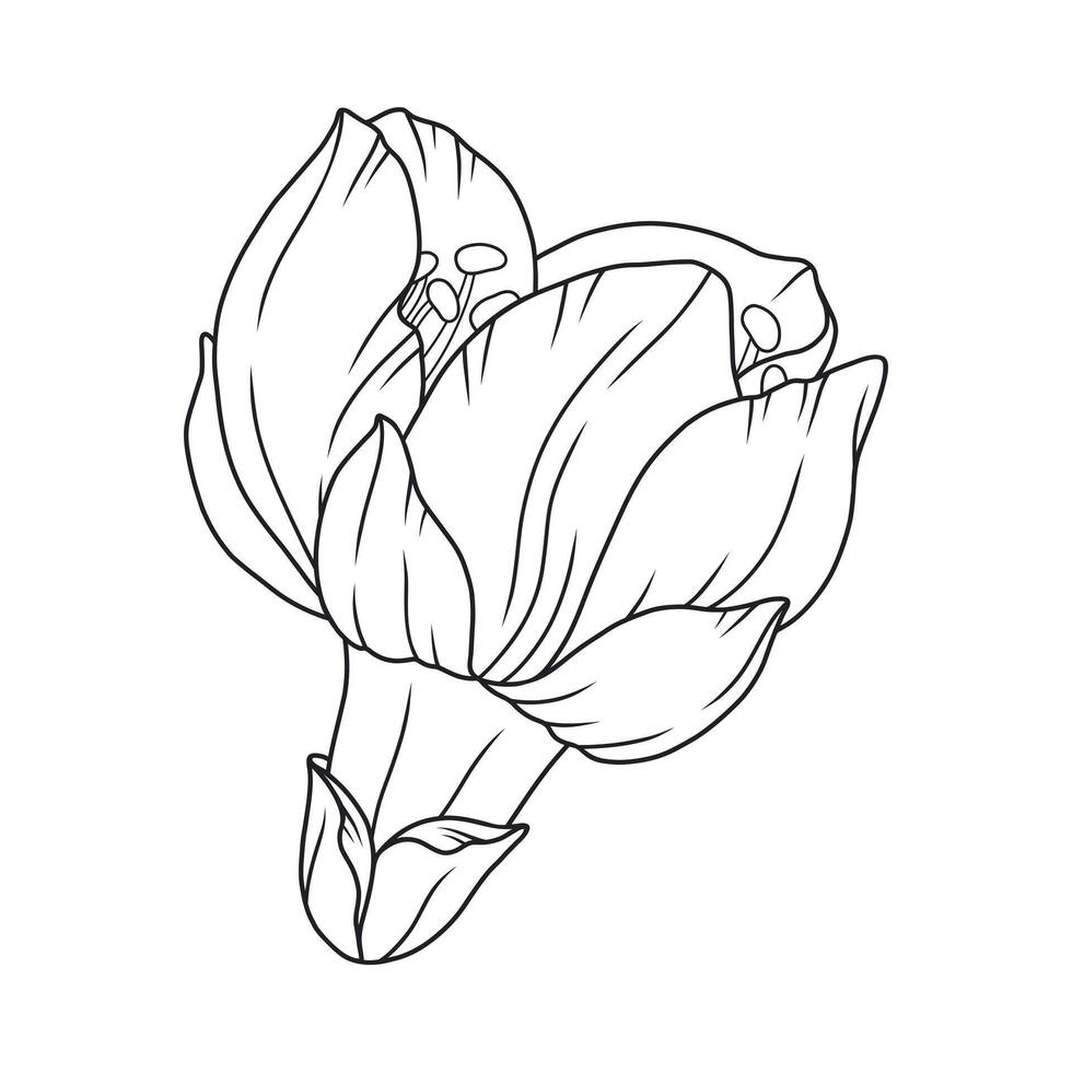Beautiful apricot flower bud, graceful thin line. Japanese sakura blossom. Hand drawn cherry or peach bloom sketch, outline vector