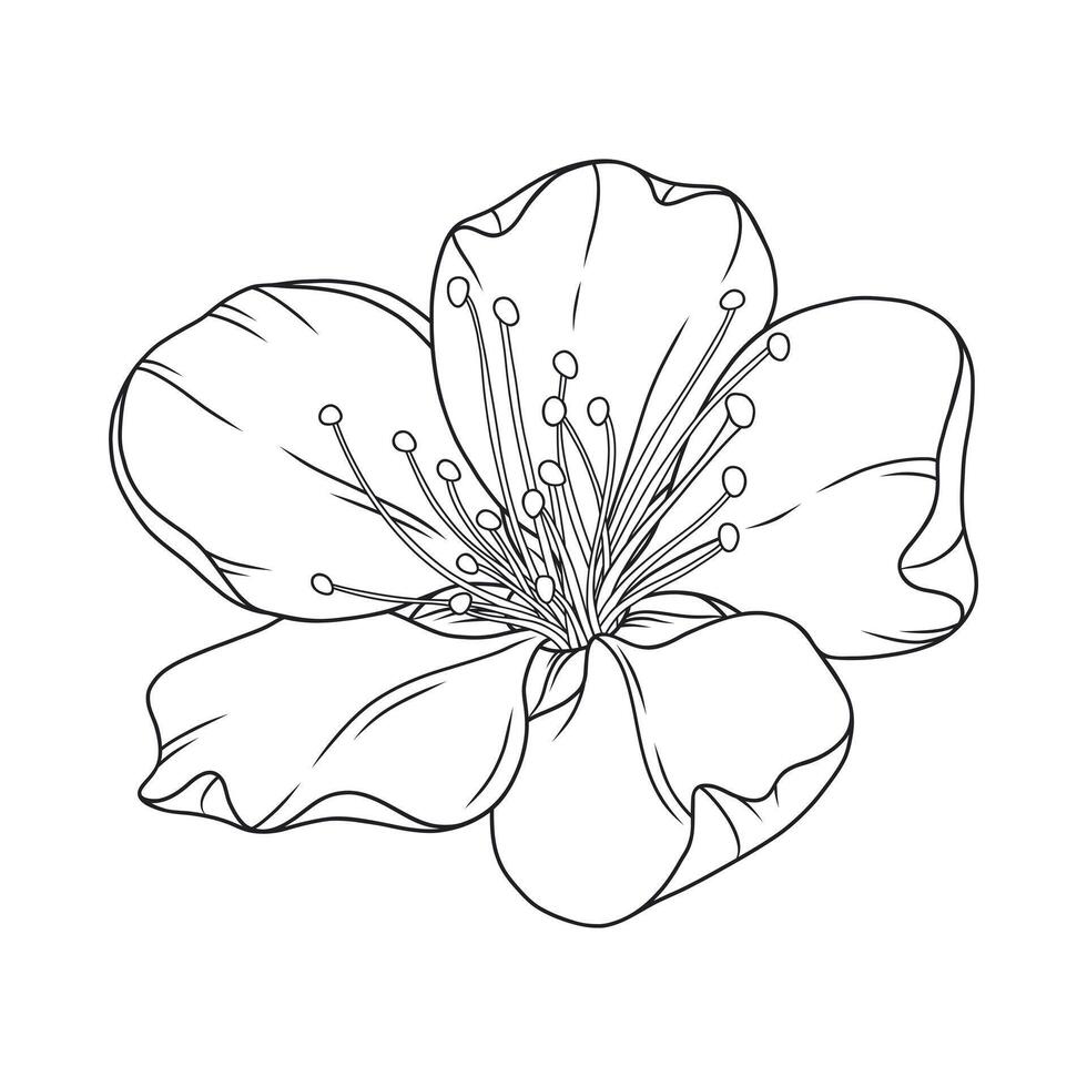Beautiful apricot flower, graceful thin line. Japanese sakura blossom. Cherry or peach bloom sketch, outline vector