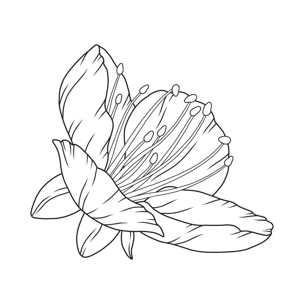 Beautiful apricot flower, graceful thin line. Japanese sakura blossom. Hand drawn cherry or peach bloom sketch vector