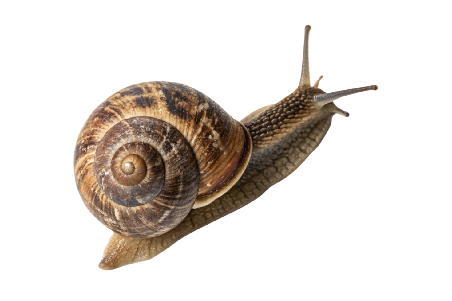 A garden snail mid-crawl, its shell detailed with earthy tones and its body textured png