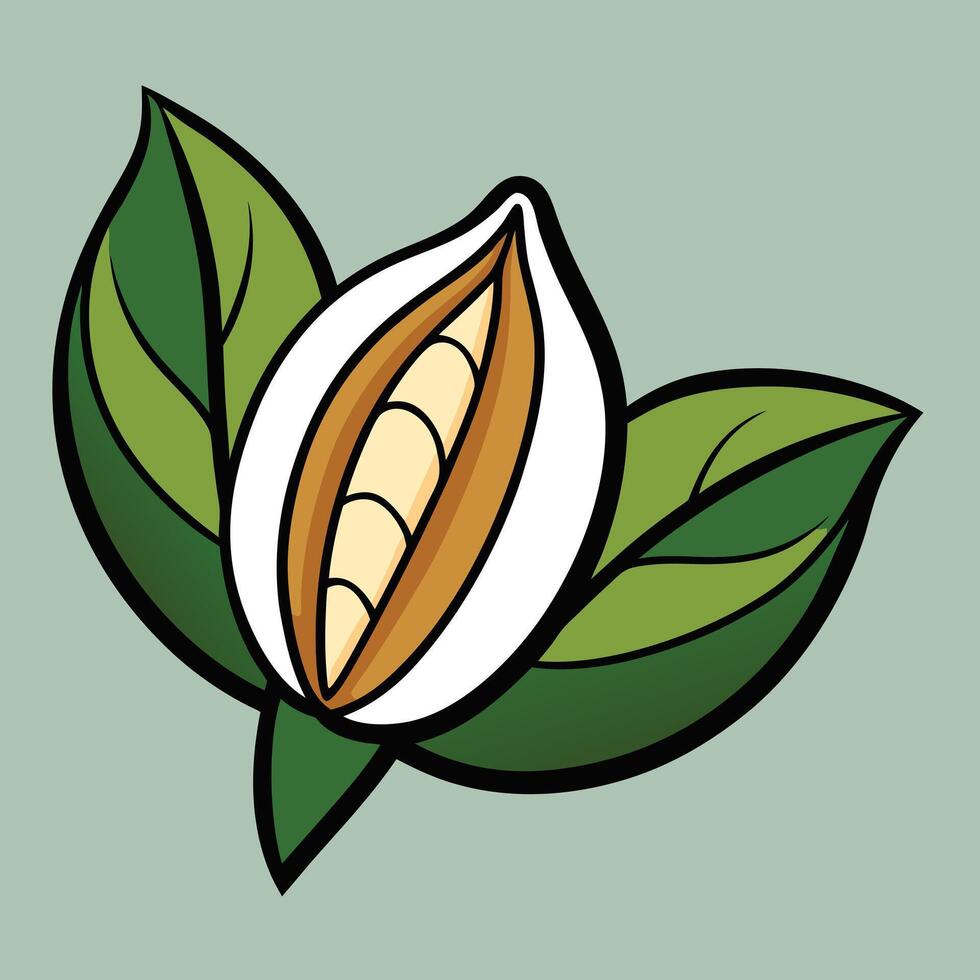Illustration of a Cacao Pod with Lush Green Leaves vector