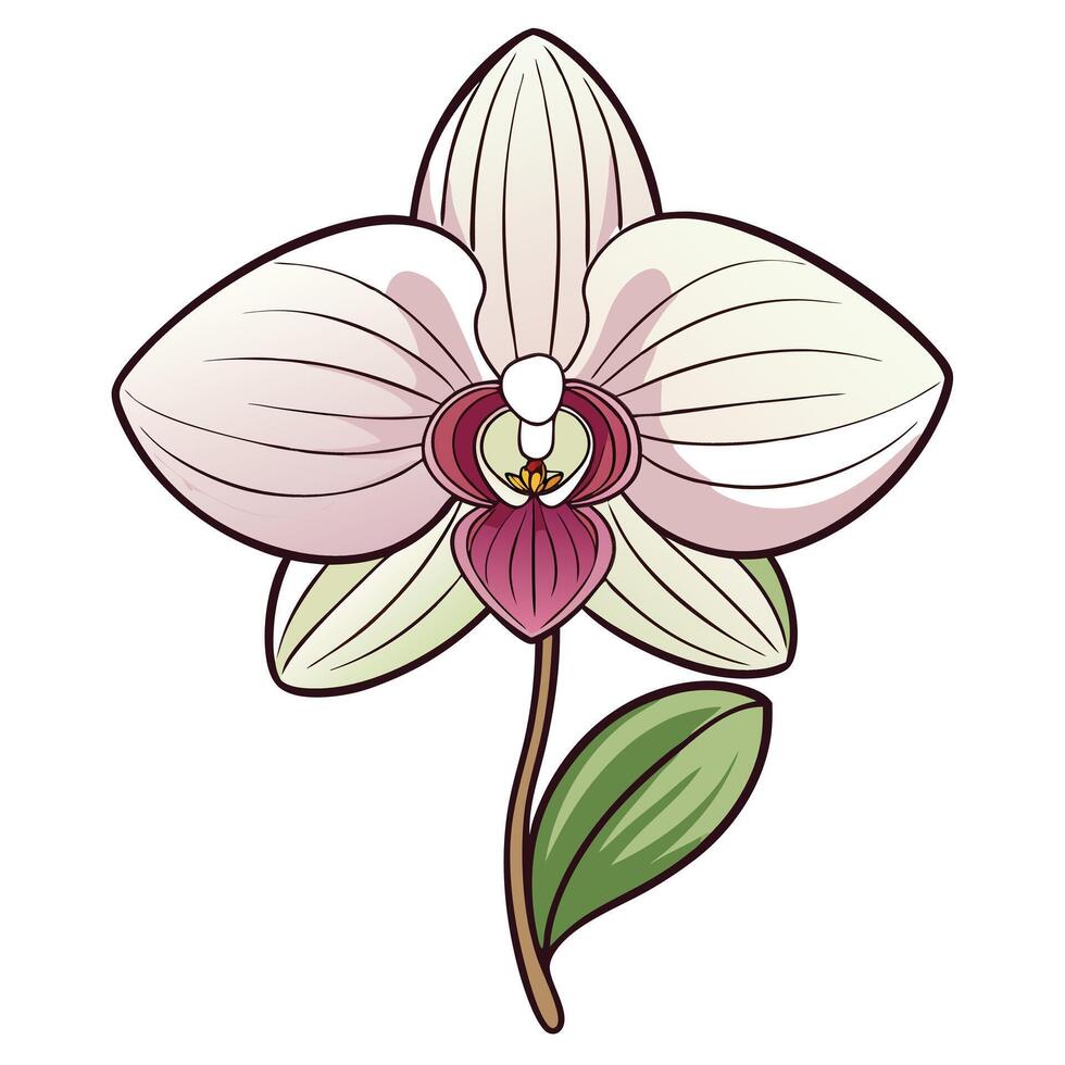 A Delicate Pink and White Orchid Blossom with Green Leaf vector