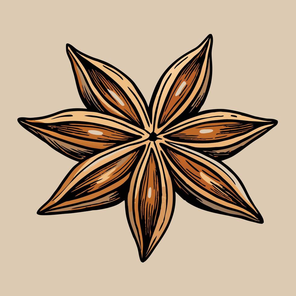 Detailed illustration of a star anise spice showing its eight points and intricate textures vector
