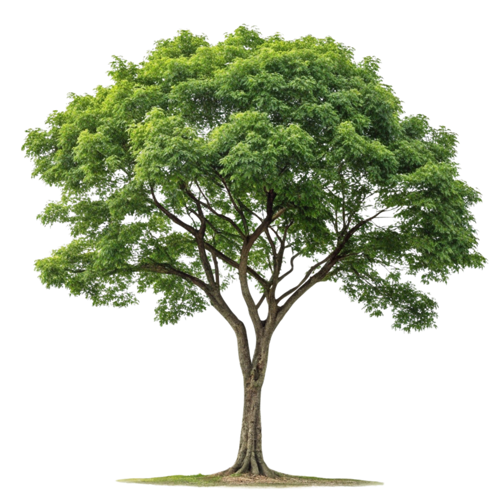 A tree with green leaves on transparent background png