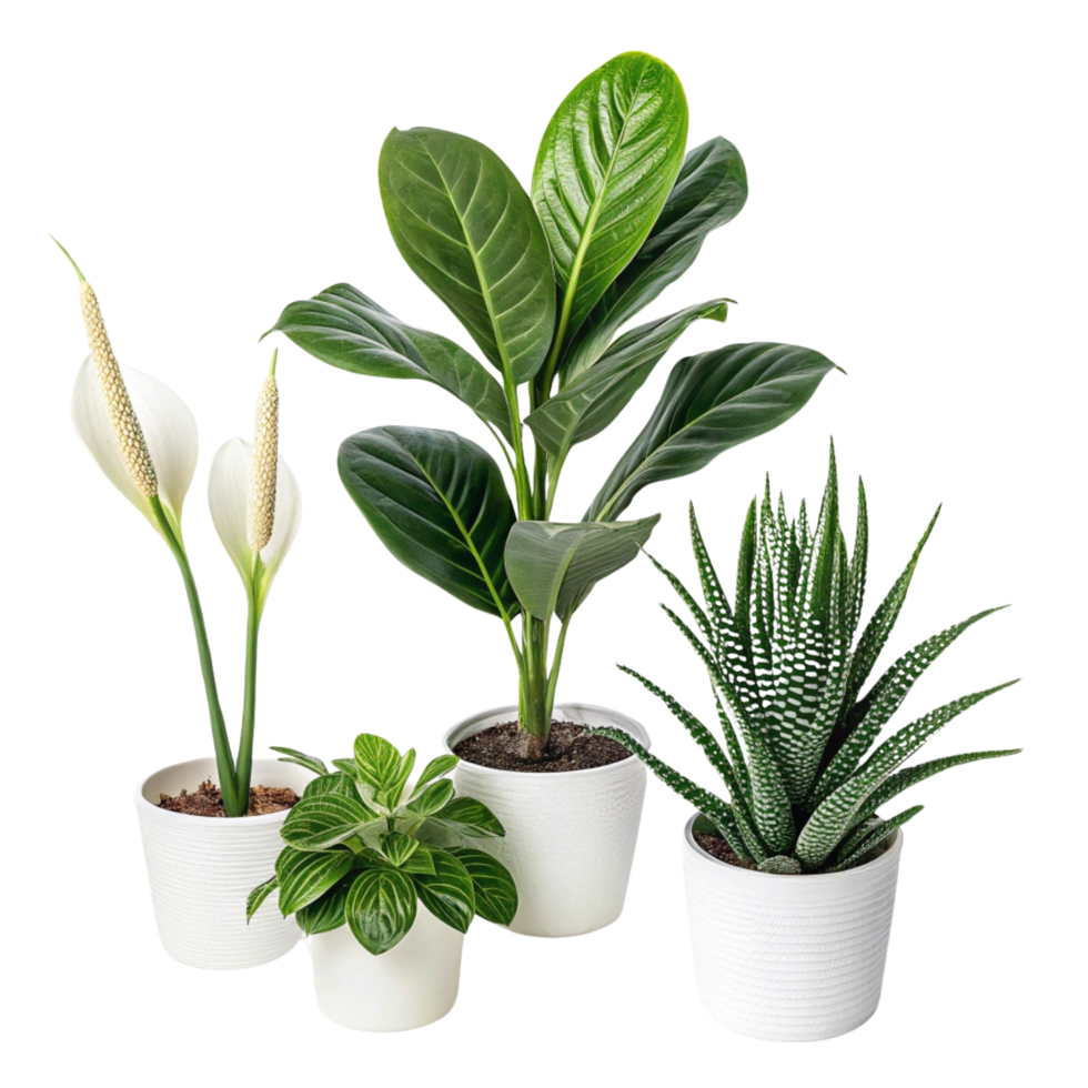 a group of potted plants isolated on transparent background png