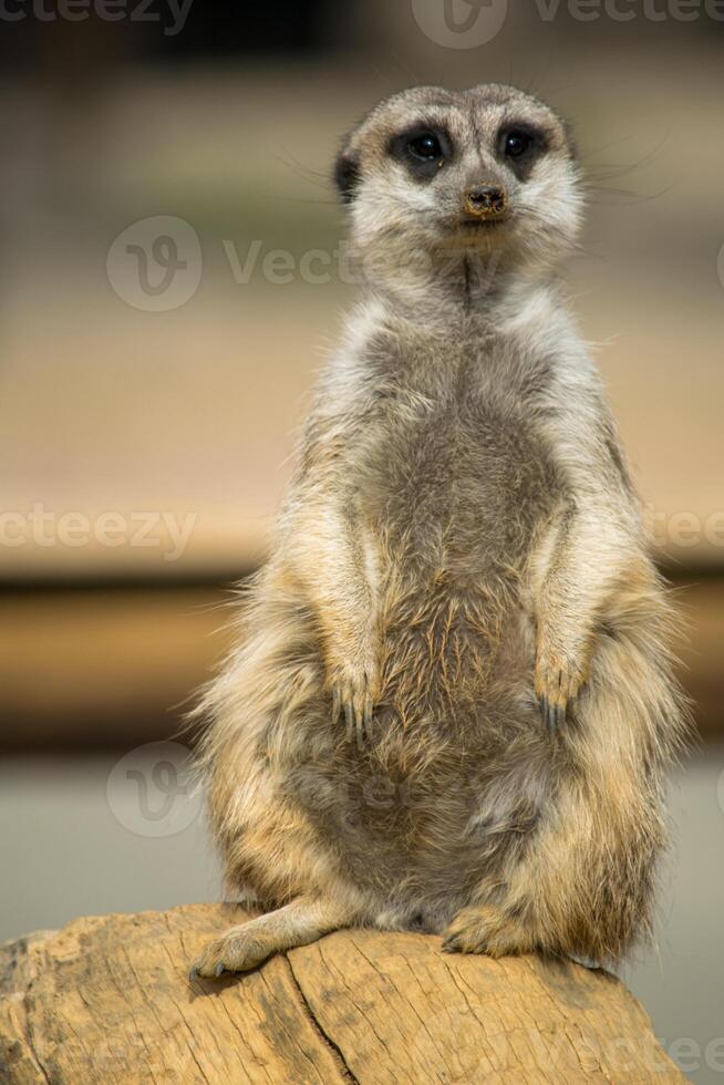 a single meerkat sitting on a rock keeping a lookout photo