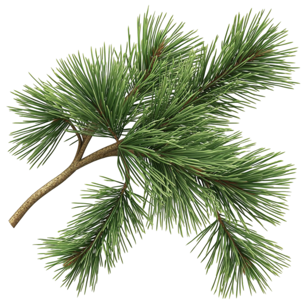 Fresh green pine tree branch with long sharp needles growing in clusters png