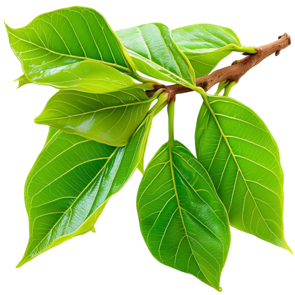 Fresh green leaves attached to a slender brown branch with a glossy surface and visible veins png