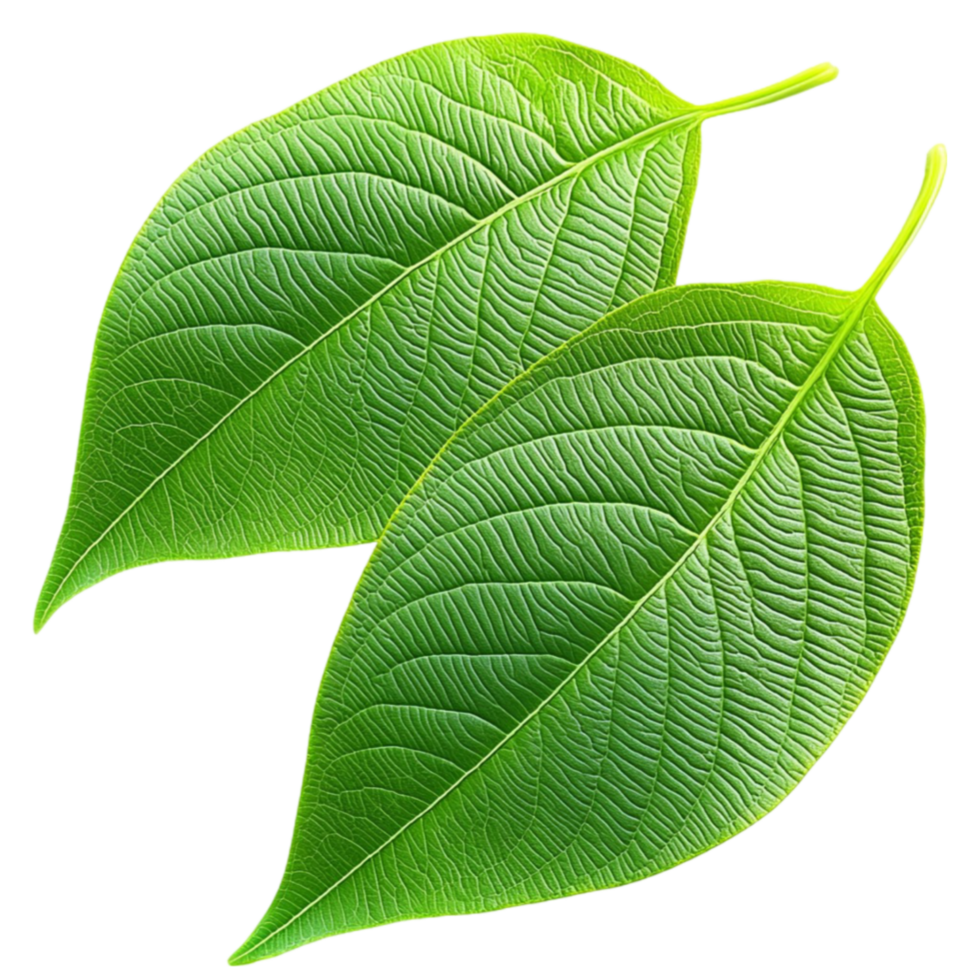 Fresh green leaves with a smooth texture and visible veins arranged in a natural overlapping pattern png