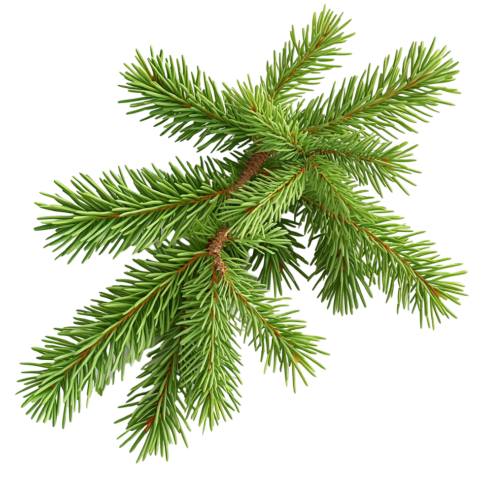 Pine branch symbolizing evergreen beauty natural ness and charm png