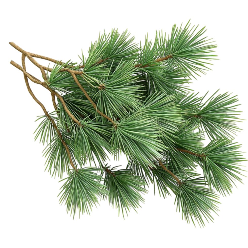 Fresh green pine tree branch with long soft needles and a natural woody scent png
