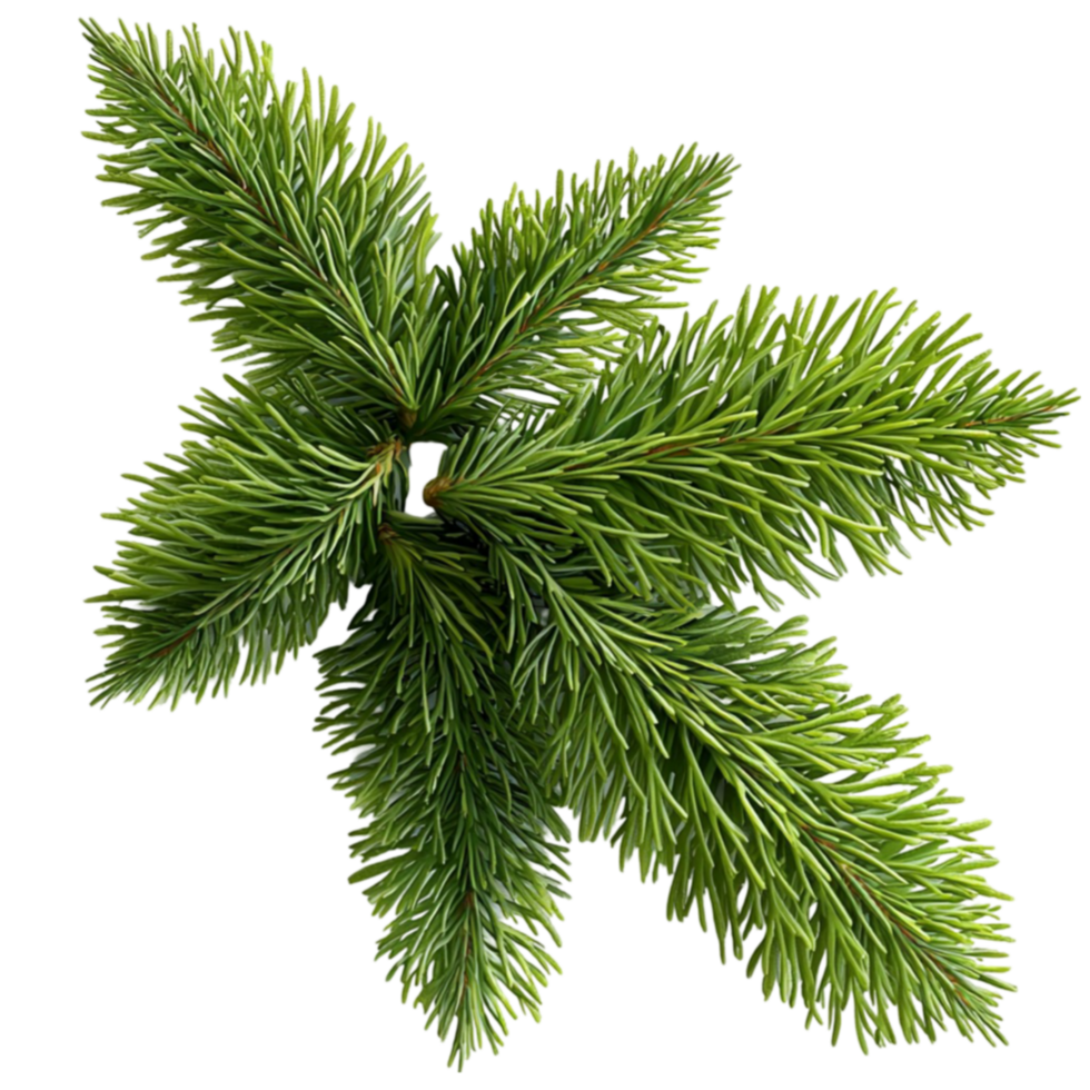 Lush green pine tree branches with sharp needlelike leaves in a star shape png