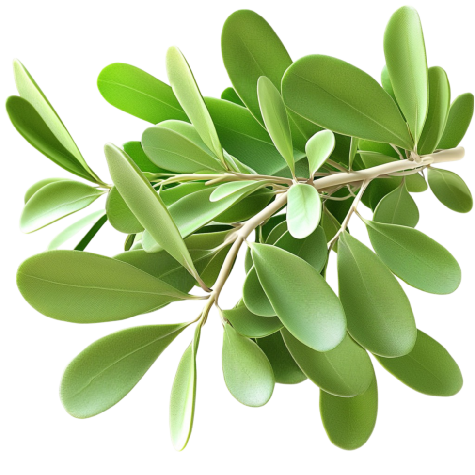 Lush green plant with thick ovalshaped leaves and a vibrant texture png