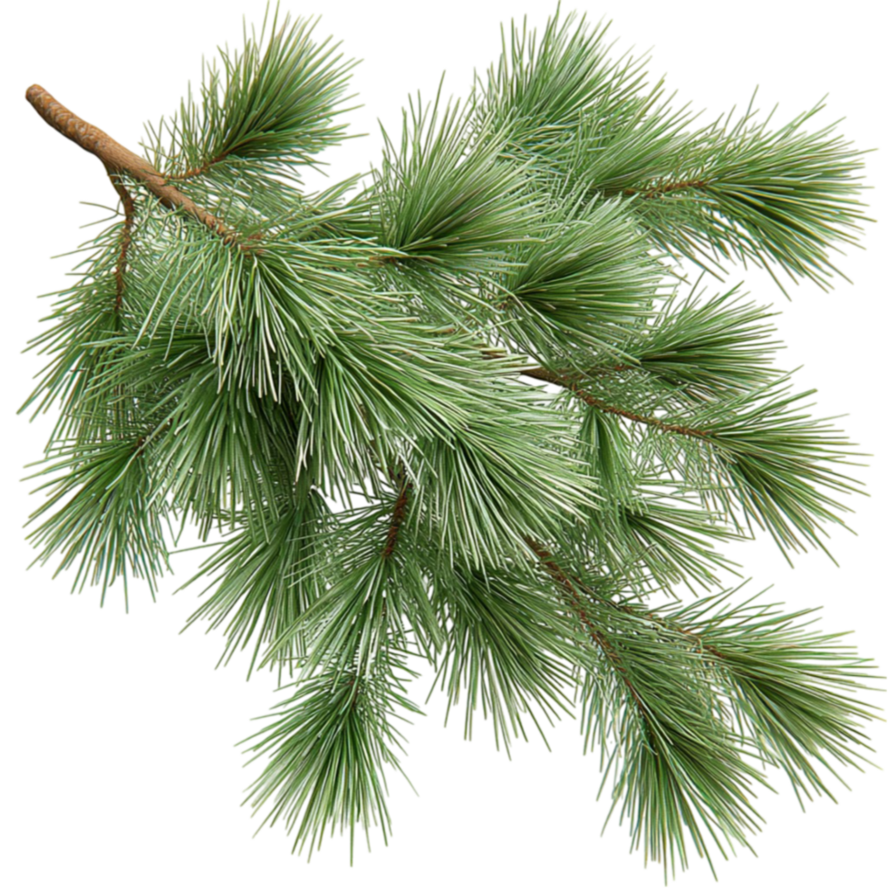 Evergreen pine tree branch with vibrant green needles and a natural texture png