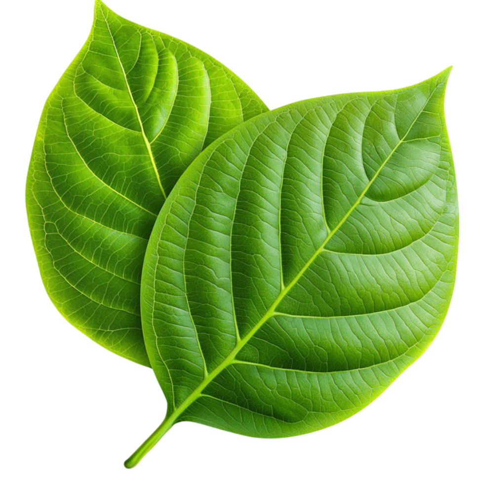 Fresh green leaves with a vibrant color and a smooth texture arranged in a beautiful pattern png