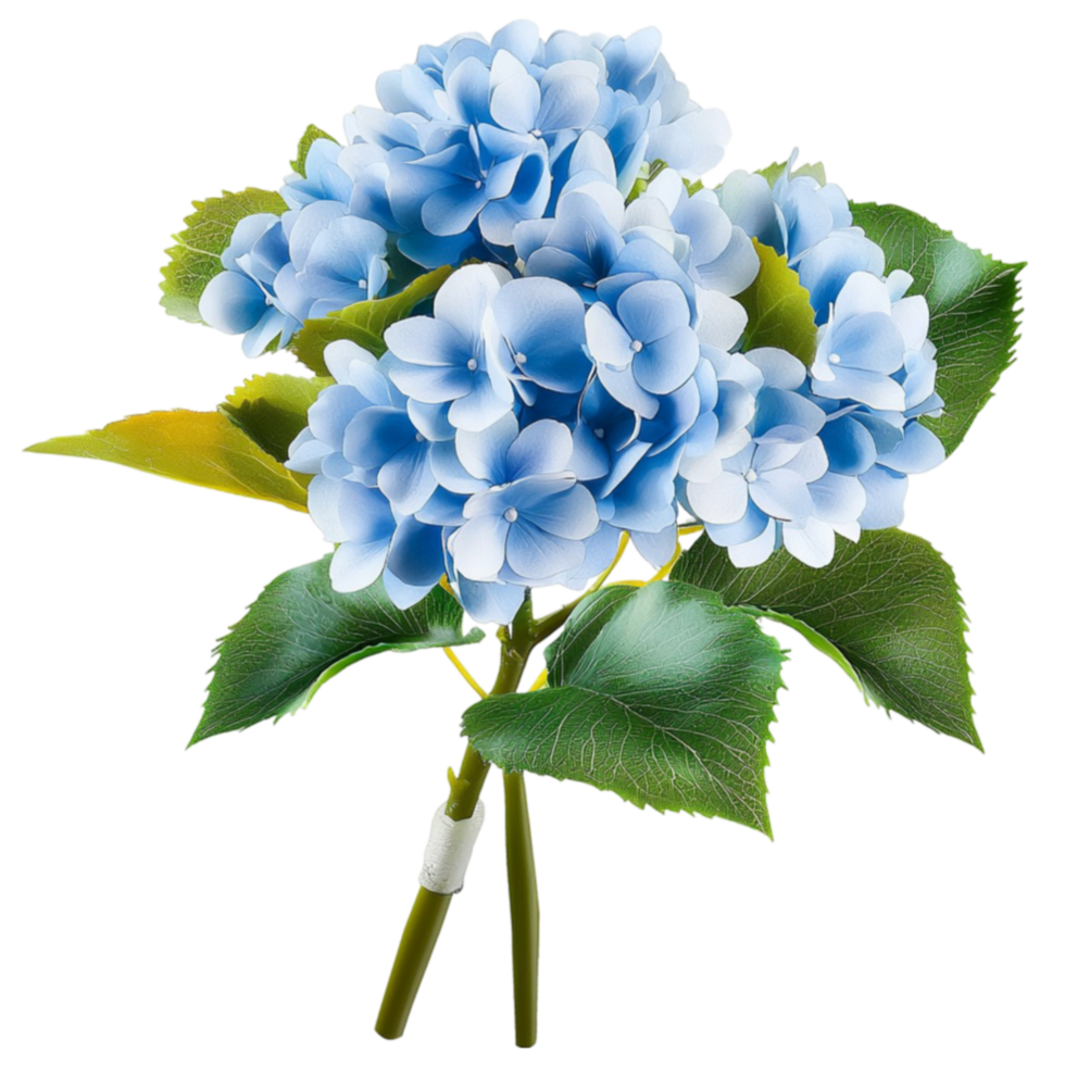 Stunning bouquet of blue hydrangea flowers with lush green leaves in full bloom png