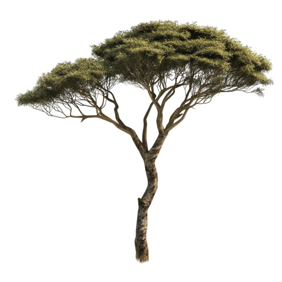 Acacia Tree on Transparent Background png