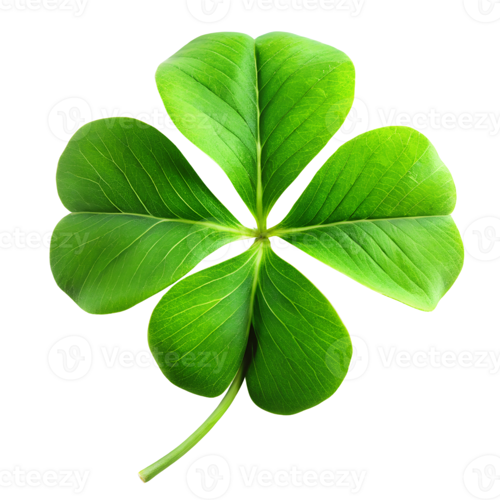 Four leaf clover isolated on transparent background png