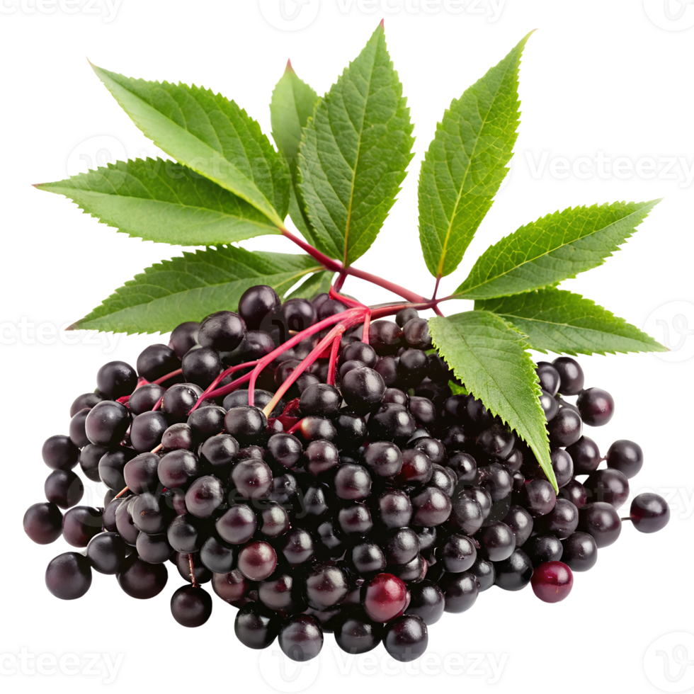 Elderberry With Leaf On Transparent Background png