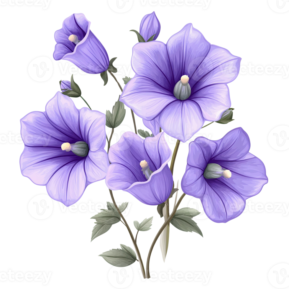 Purple bellflowers bouquet on transparent background illustration png