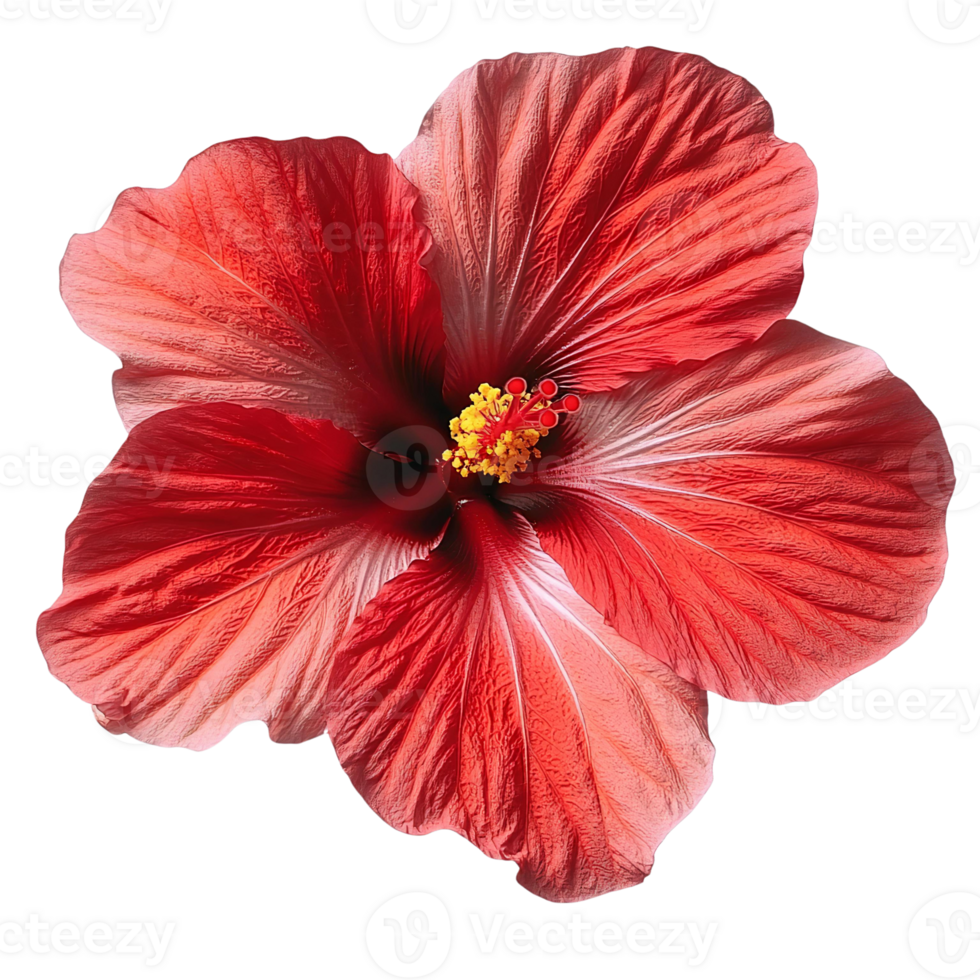 Red hibiscus flower on transparent background png