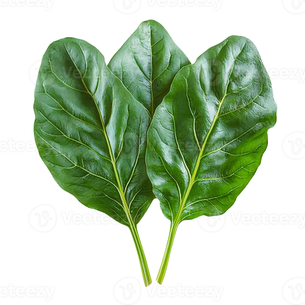 Green chard leaves on Transparent Background png